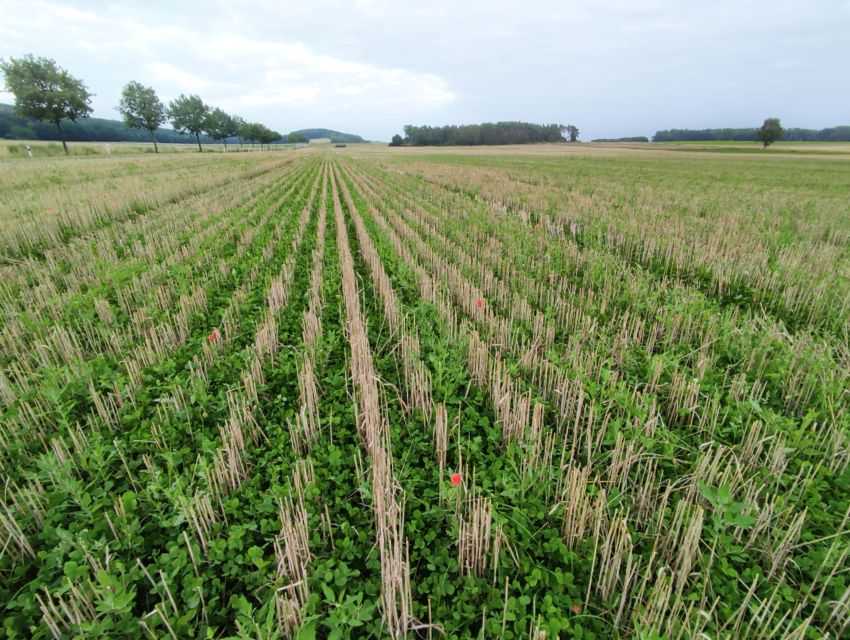 Eine Klee-Untersaat wächst auf geernteten Getreidefeld nach. Misch- anstelle von Monokultur sorgt für bessere Bodenfruchtbarkeit.